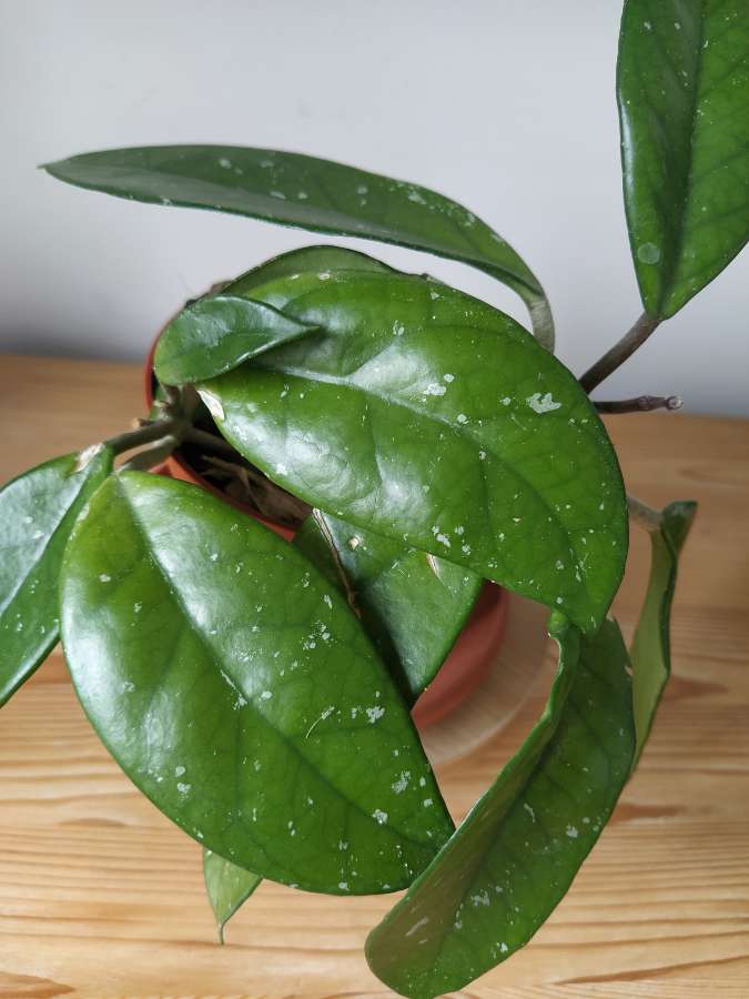 Hoya carnosa "woskownica" 5