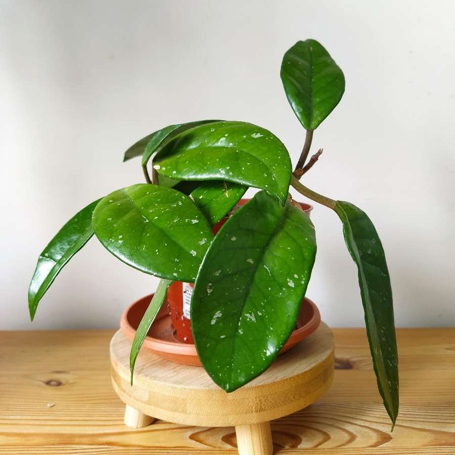 Hoya carnosa "woskownica"