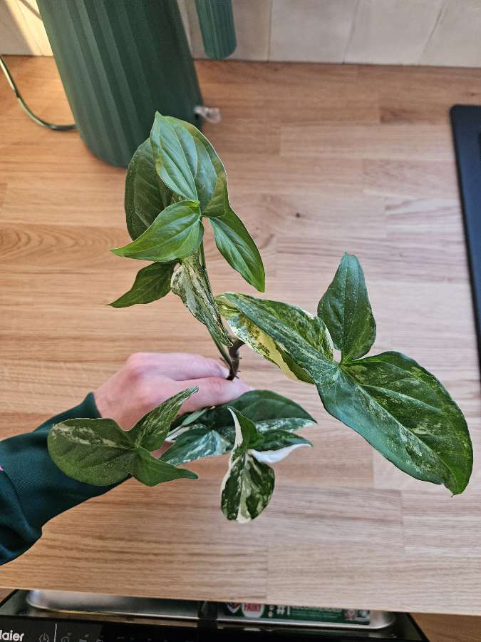 Syngonium 'Emerald Gem' 3