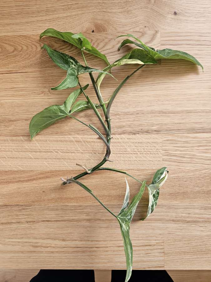 Syngonium 'Emerald Gem' 2