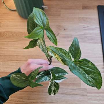 Syngonium 'Emerald Gem'