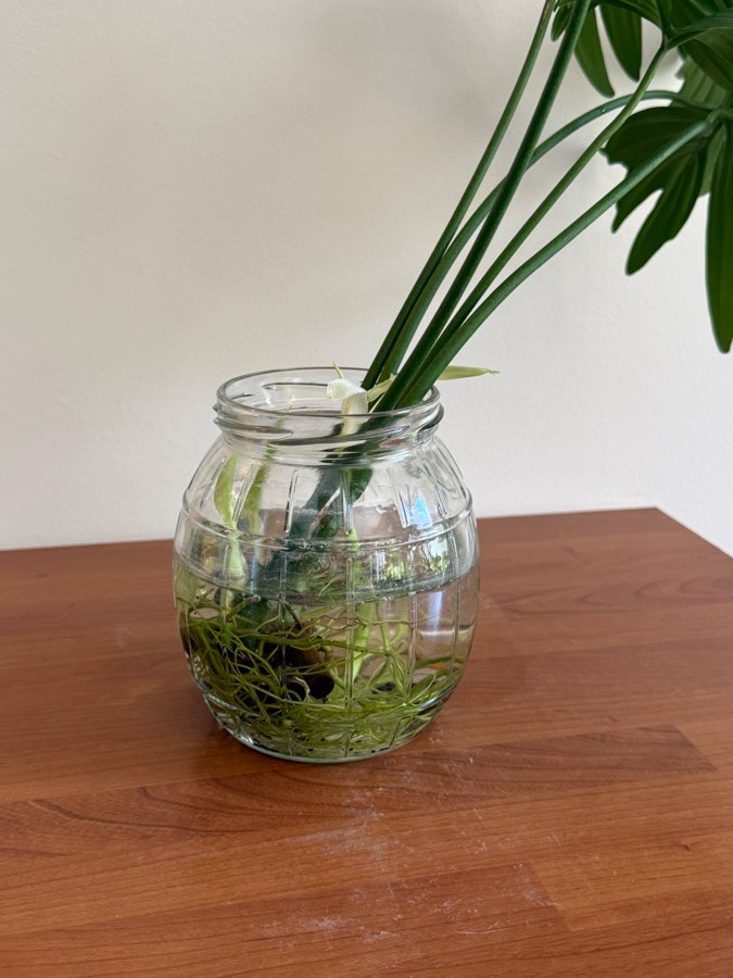 philodendron pedatum 2