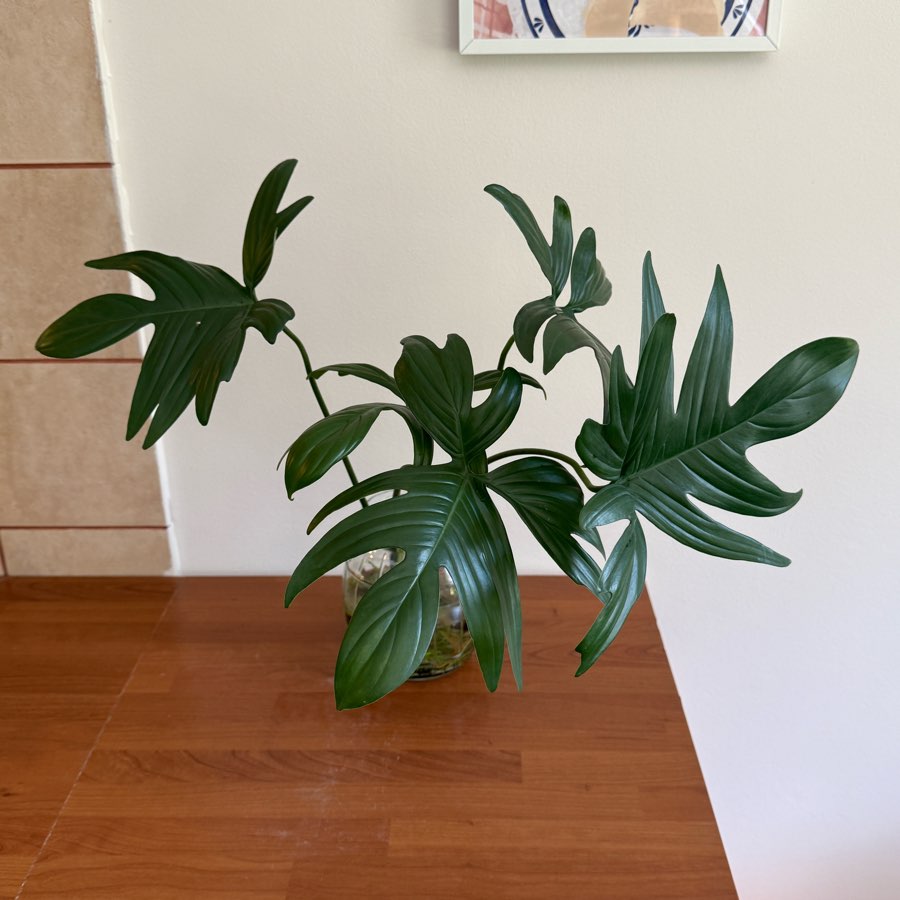 philodendron pedatum