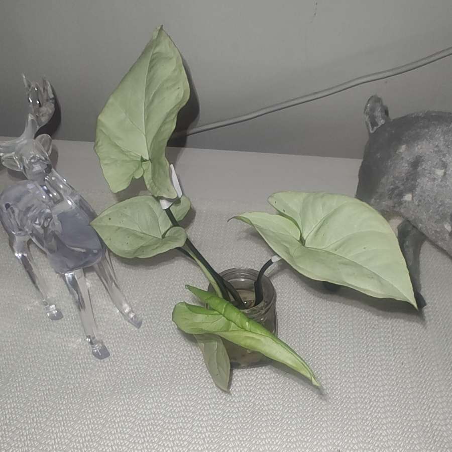 Syngonium Holly M