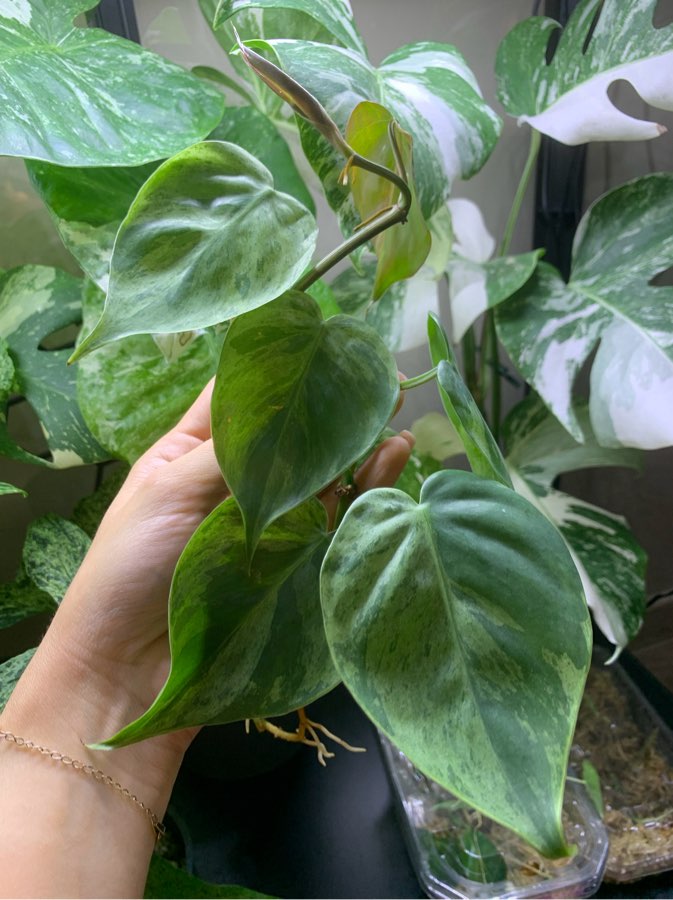 Philodendron hederaceum variegata