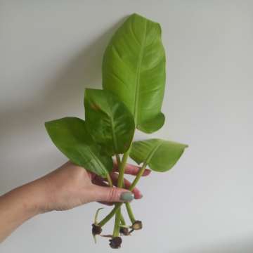 Filodendron Malay Gold