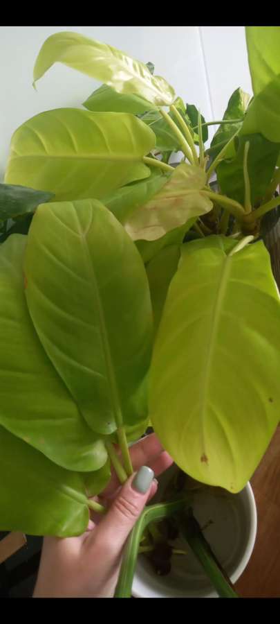 Filodendron Malay Gold 2