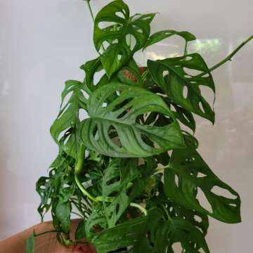 Monstera adansonii variegata regres