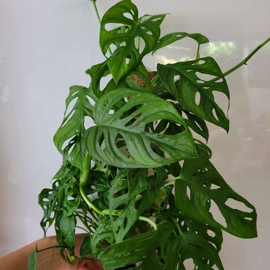 Monstera adansonii variegata regres