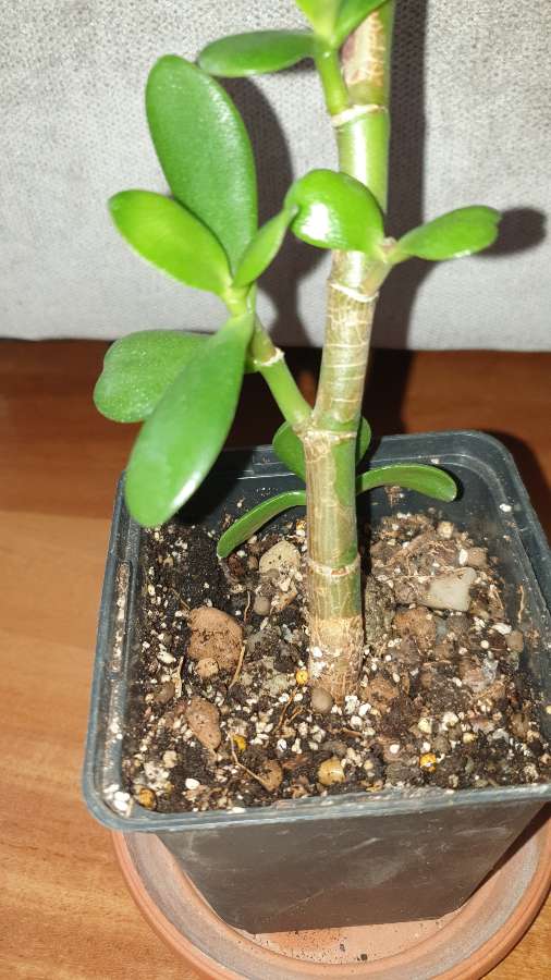 Grubosz drzewko szczęścia nr 3 5