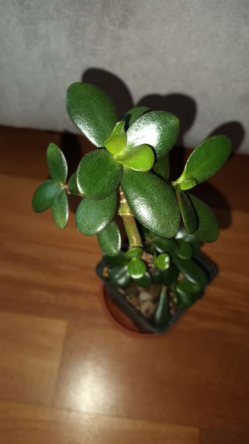 Grubosz drzewko szczęścia nr 3 3