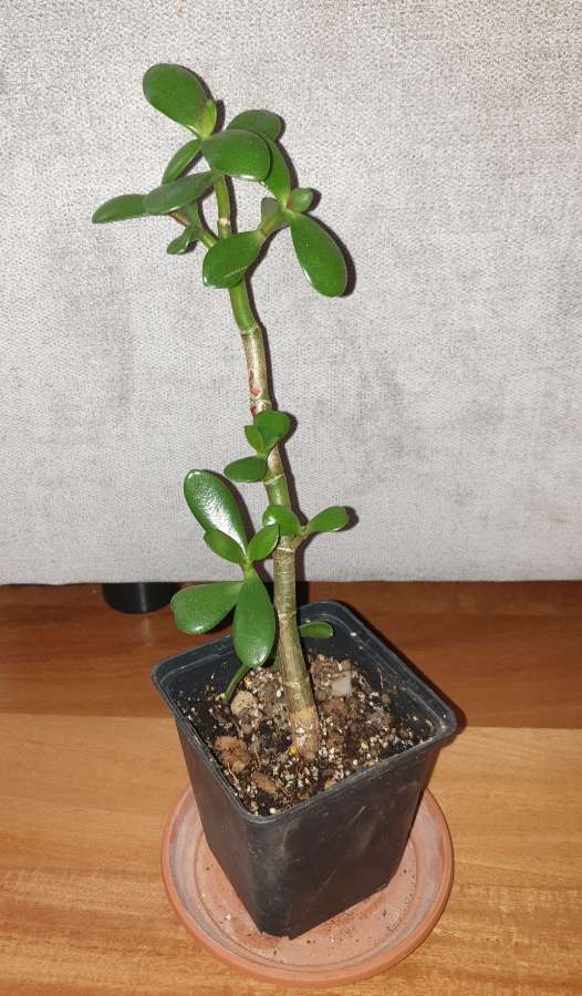 Grubosz drzewko szczęścia nr 3 4