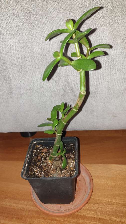 Grubosz drzewko szczęścia nr 3 3