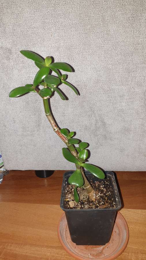 Grubosz drzewko szczęścia nr 3 2