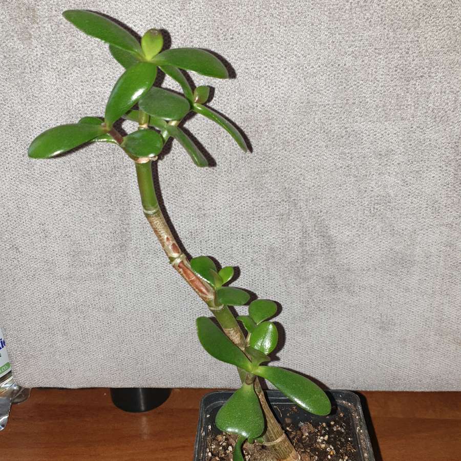 Grubosz drzewko szczęścia nr 3