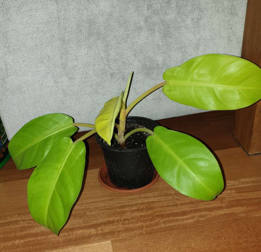 Filodendron,  philodendron lemon lime najprawdopodobniej  2