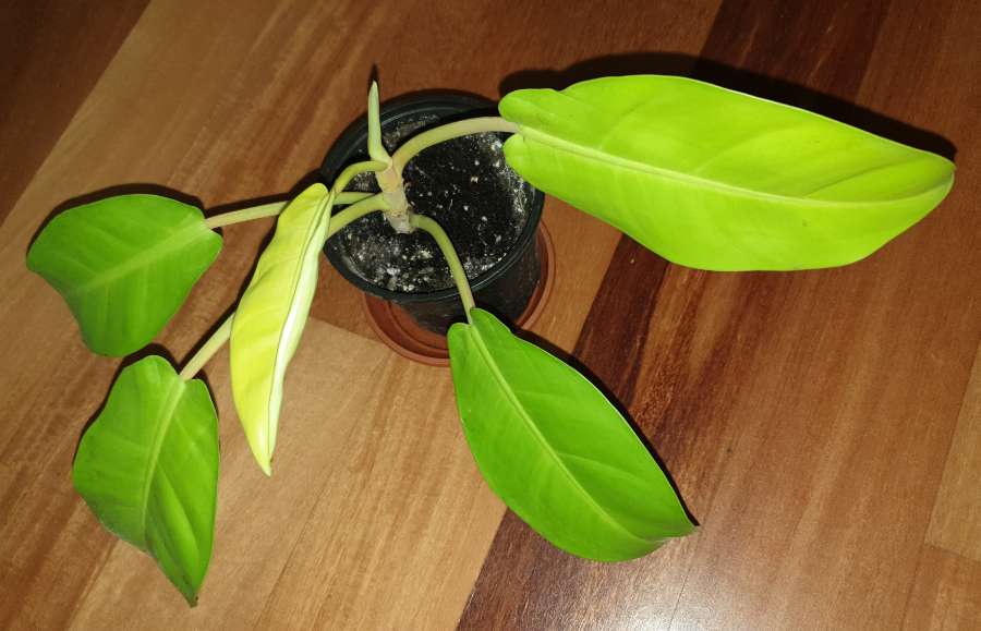 Filodendron,  philodendron lemon lime najprawdopodobniej  4