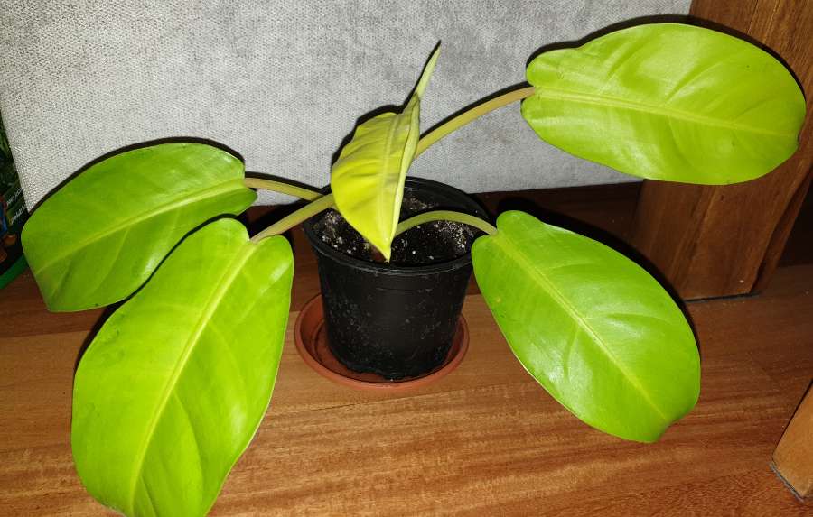 Filodendron,  philodendron lemon lime najprawdopodobniej  3