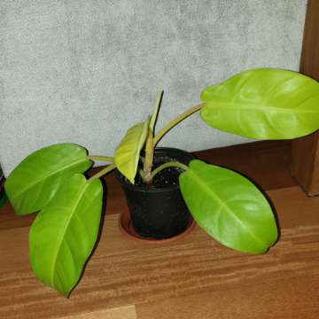 Filodendron,  philodendron lemon lime najprawdopodobniej 