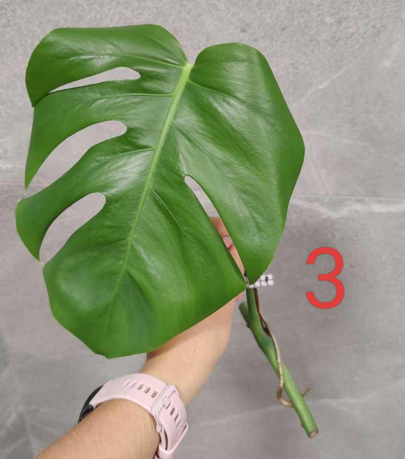 Monstera Deliciosa  3