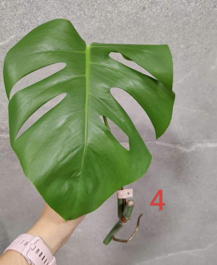 Monstera Deliciosa  4