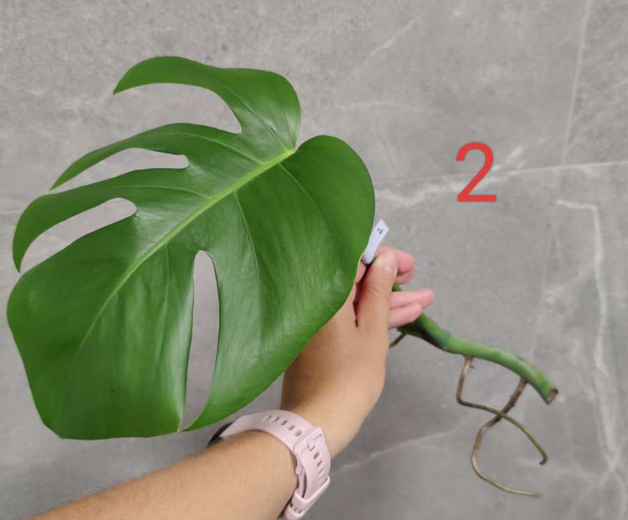 Monstera Deliciosa  2