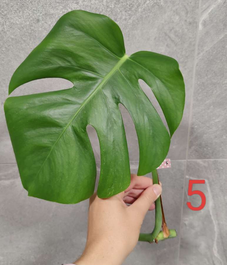 Monstera Deliciosa  5
