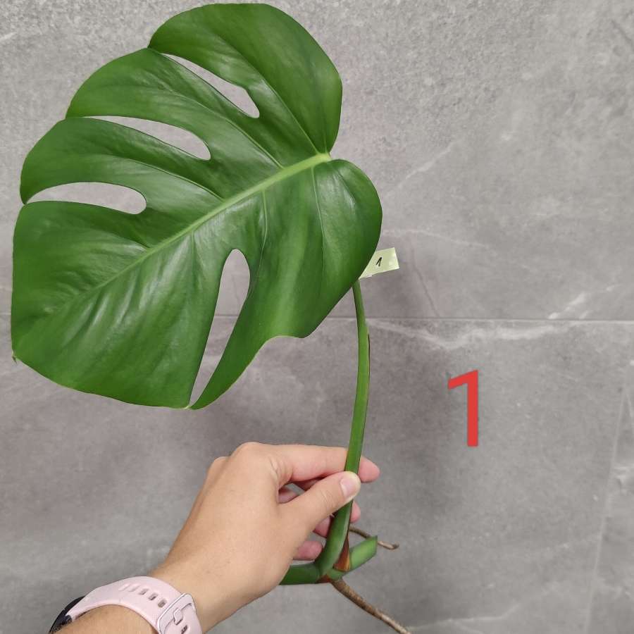 Monstera Deliciosa 