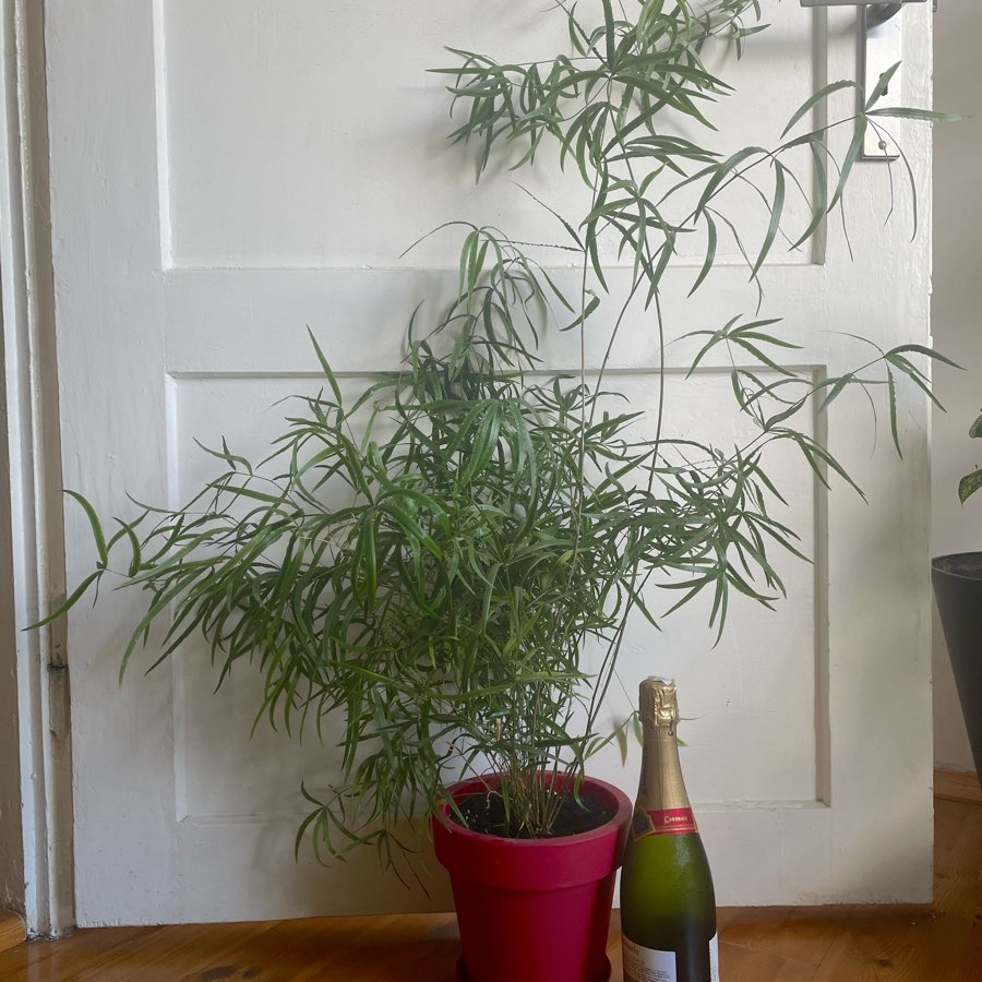 Asparagus Densiflorus Sprengeri XXL 115 cm + doniczka