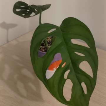 Monstera