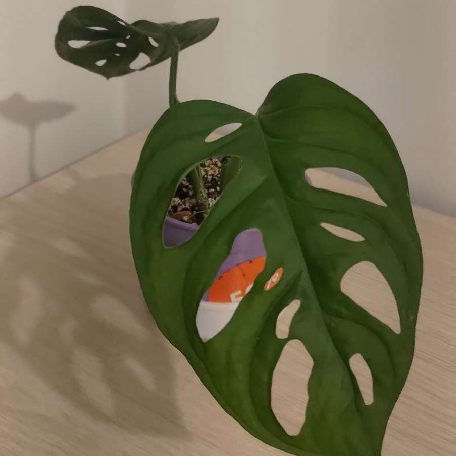 Monstera