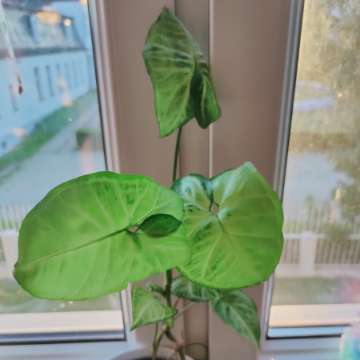 Syngonium white butterfly