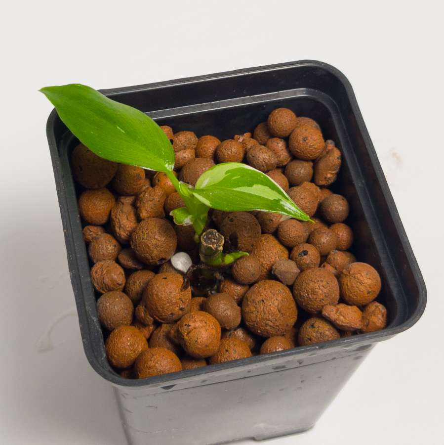 Philodendron Jose Buono 2