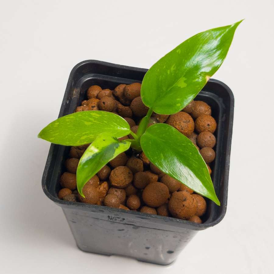 Philodendron Jose Buono