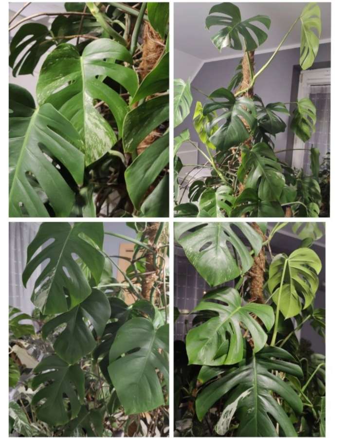 Monstera Deliciosa  5