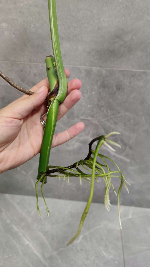 Monstera Deliciosa  3