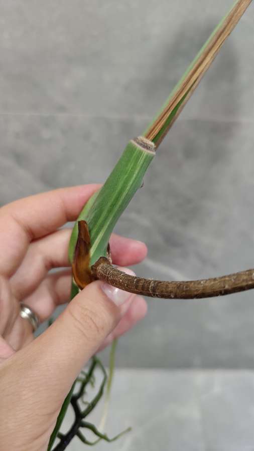 Monstera Deliciosa  4