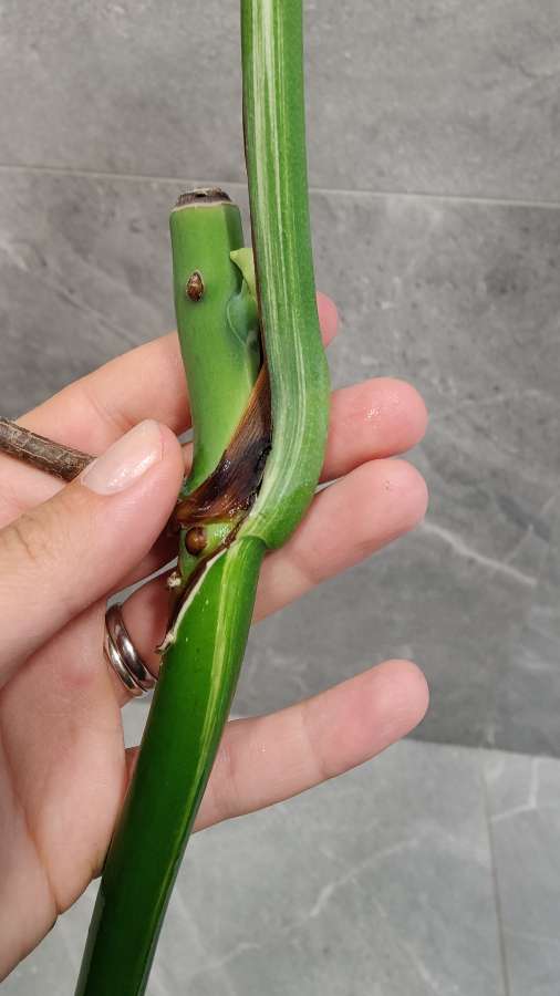 Monstera Deliciosa  2