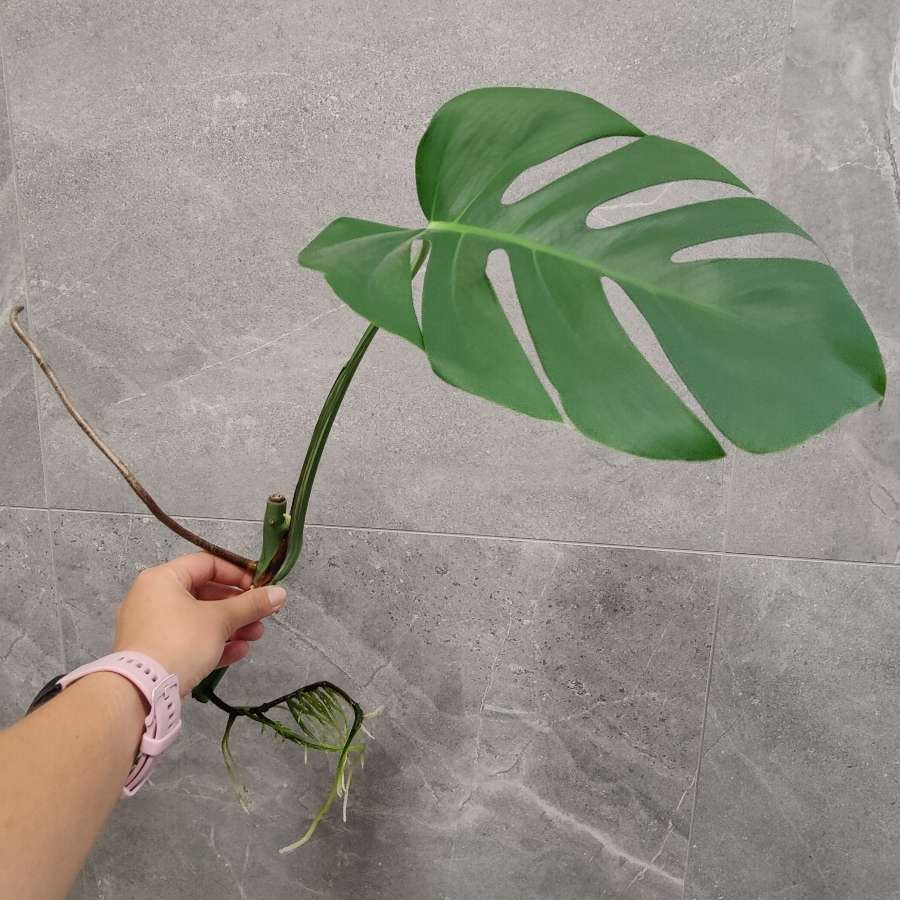 Monstera Deliciosa 