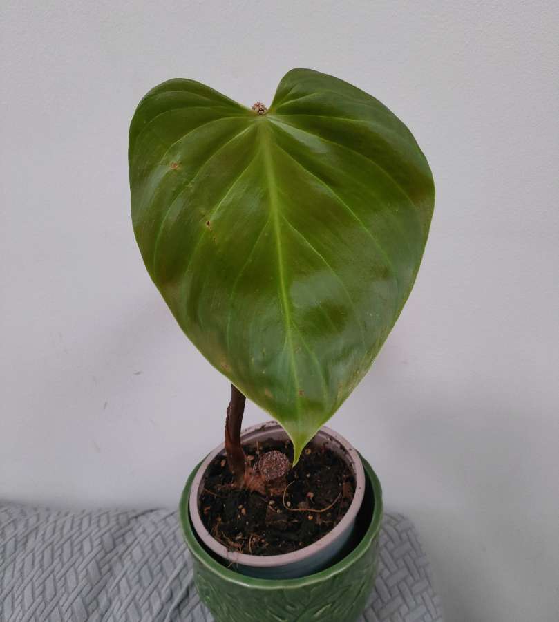 Philodendron nangaritense ukorzeniony rosnący 5