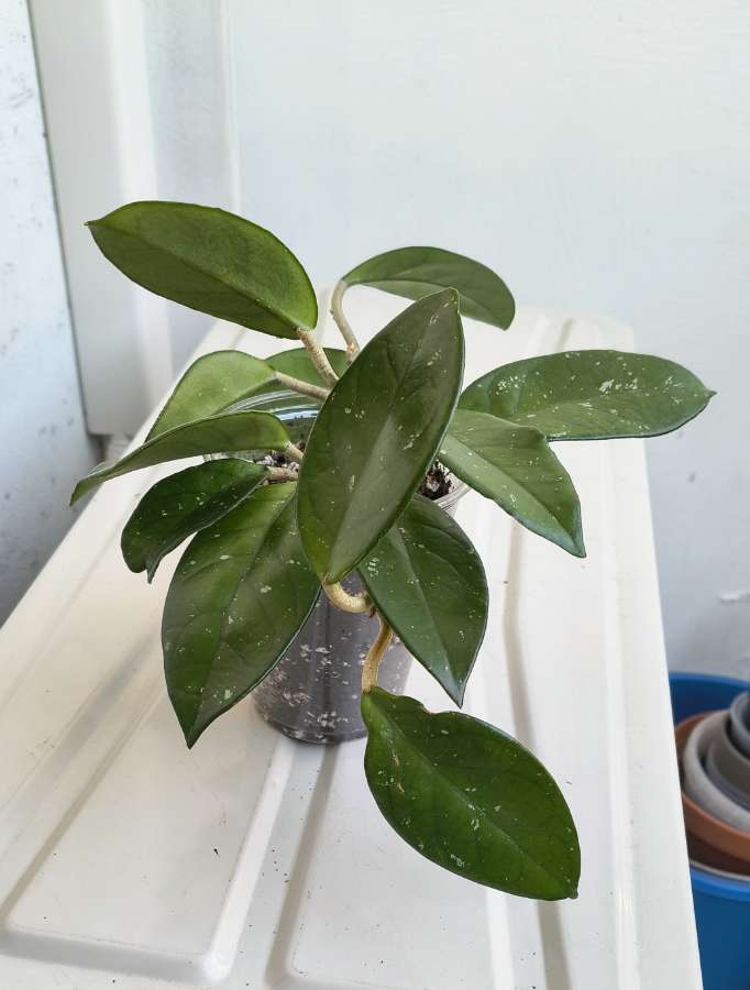 Hoya Carnosa 3