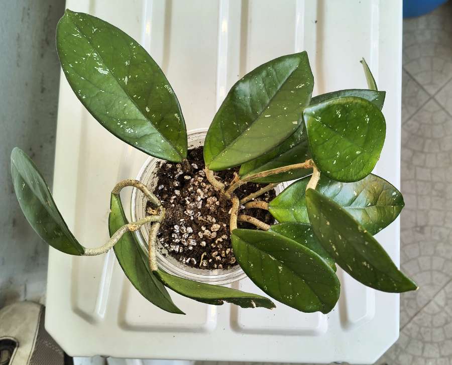 Hoya Carnosa 2