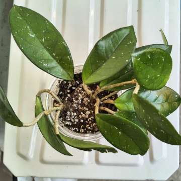 Hoya Carnosa