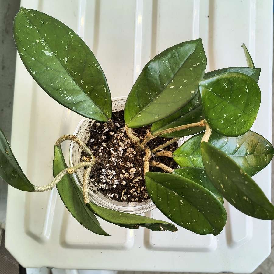 Hoya Carnosa