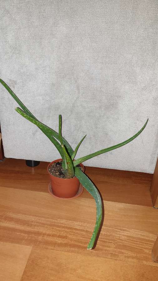 Aloes 2