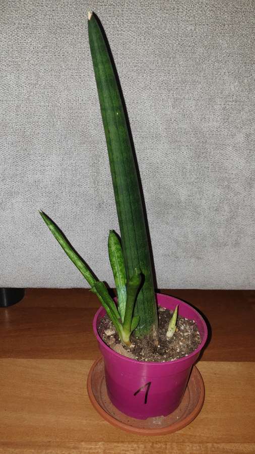 Sansewieria cylindryczna gruba nr 1 2
