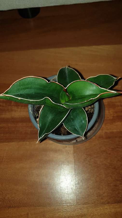 Sansewieria samuraj,  najprawdopodobniej  4