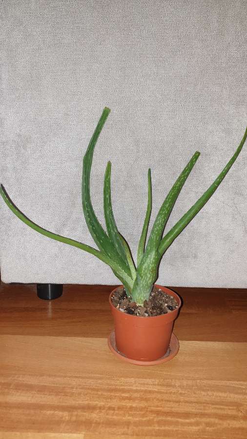 Aloes 3