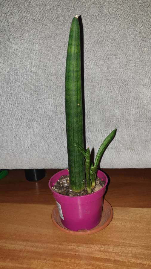 Sansewieria cylindryczna gruba nr 1 3