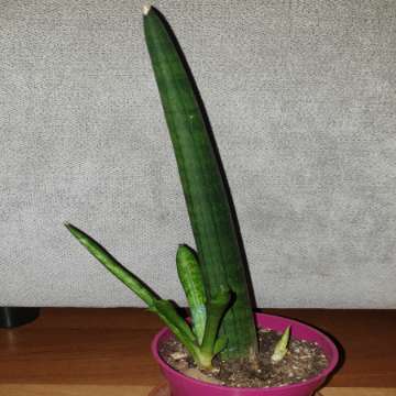 Sansewieria cylindryczna gruba nr 1